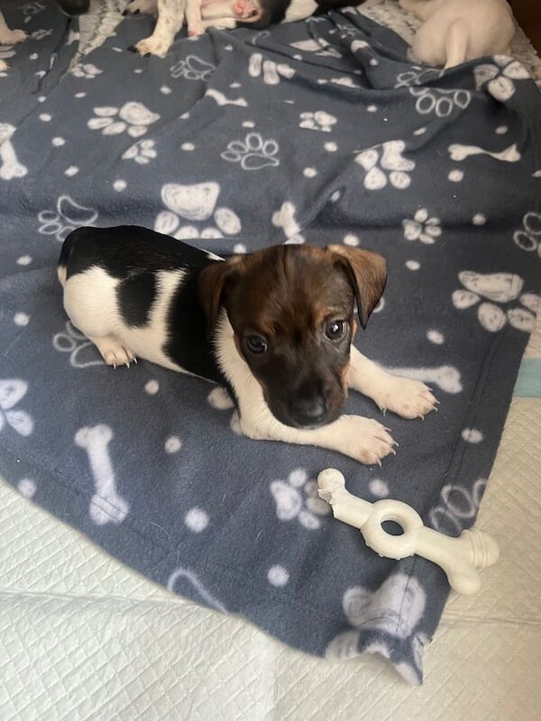 Jack Russell Terrier puppies for sale in Middlesbrough, North Yorkshire – 6 weeks old - Image 2 of 3