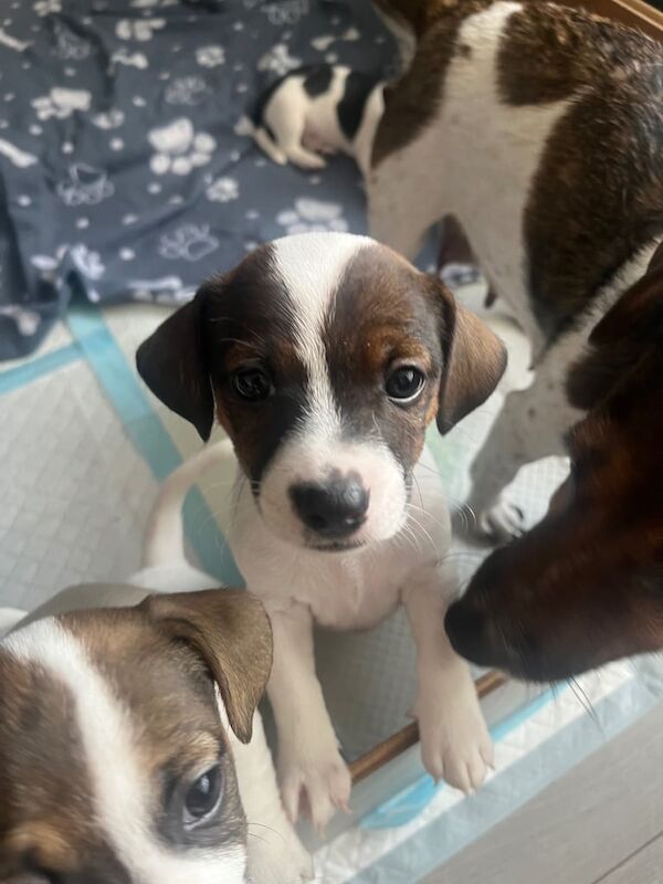 Jack Russell Terrier puppies for sale in Middlesbrough, North Yorkshire – 6 weeks old - Image 3 of 3
