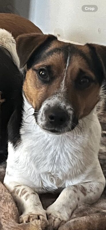 Jack Russell Terrier puppies for sale in Southampton, Hampshire – 7 weeks old