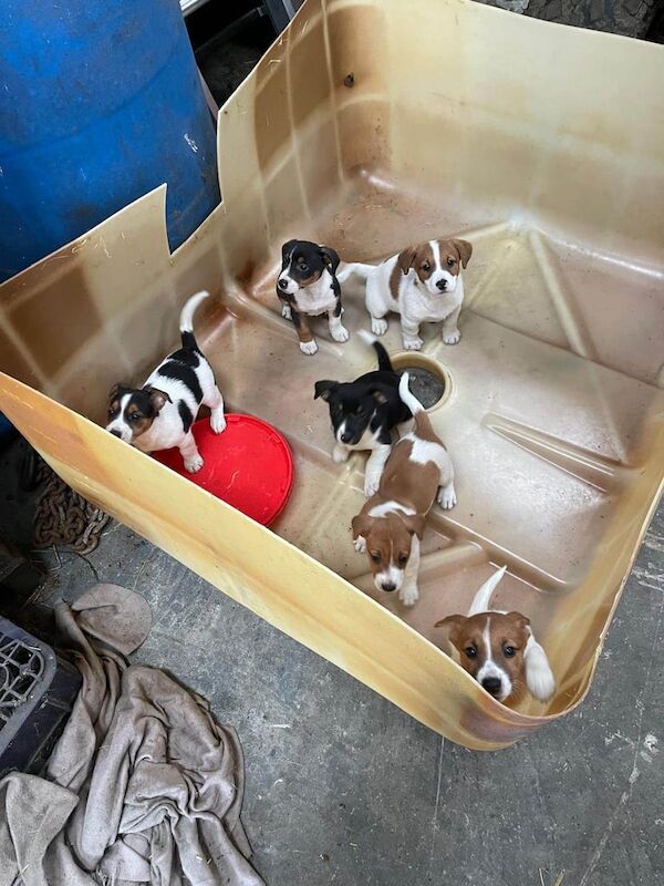 Jack Russell Terrier puppies for sale in Strabane, County Tyrone – 9 weeks old - Image 2 of 3