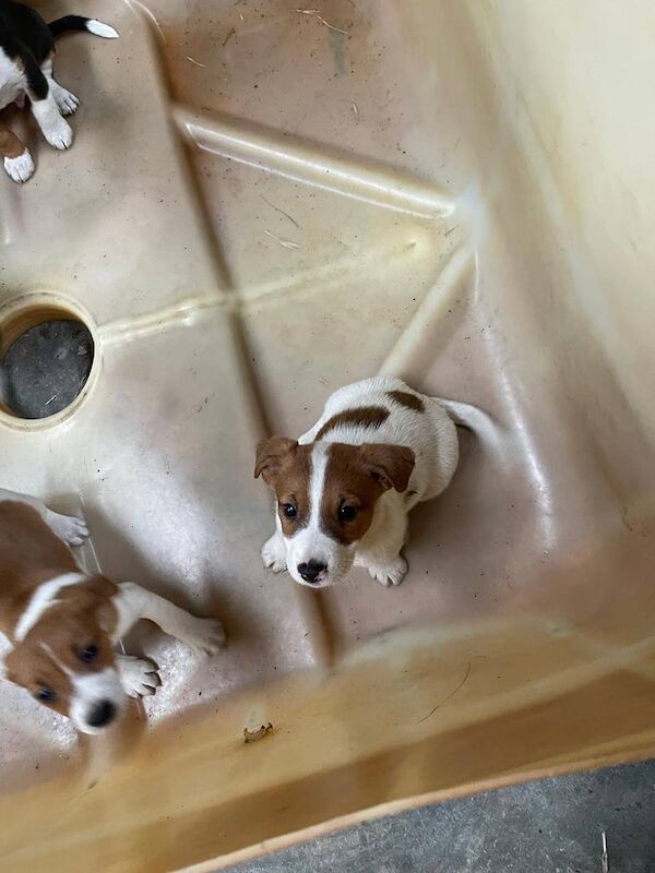 Jack Russell Terrier puppies for sale in Strabane, County Tyrone – 9 weeks old - Image 3 of 3