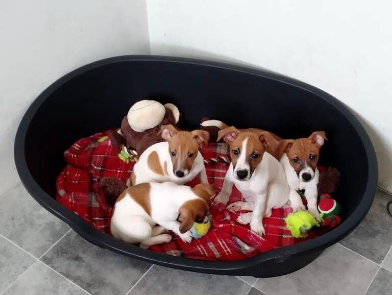 Jack Russell Terrier puppies for sale in Strabane, County Tyrone – 10 weeks old