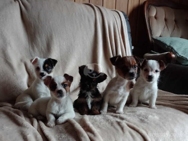 Jack Russell puppies for sale in Exeter, Devon – 10 months old - Image 1 of 5