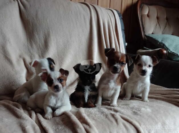 Jack Russell puppies for sale in Exeter, Devon – 10 months old - Image 2 of 5