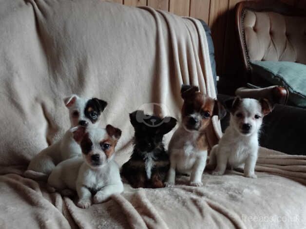 Jack Russell puppies for sale in Exeter, Devon – 10 months old - Image 3 of 5
