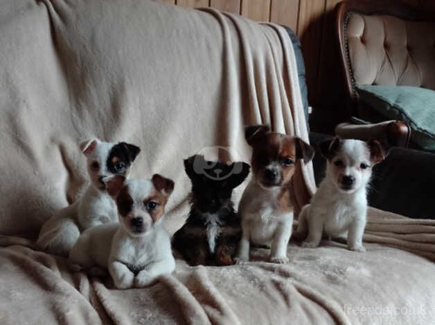 Jack Russell puppies for sale in Exeter, Devon – 10 months old - Image 4 of 5