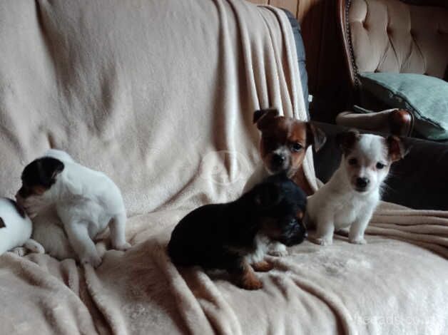 Jack Russell puppies for sale in Exeter, Devon – 10 months old - Image 5 of 5