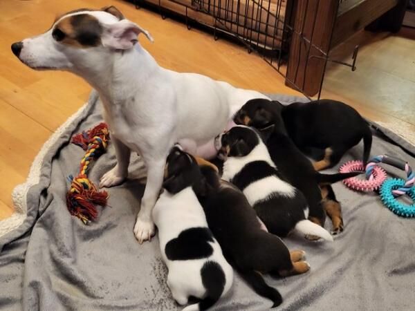 Jack Russell pups ready for there new home for sale in Chester, Cheshire