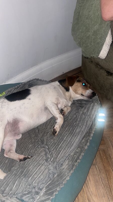 Jack Russell re home for sale in Greater Manchester