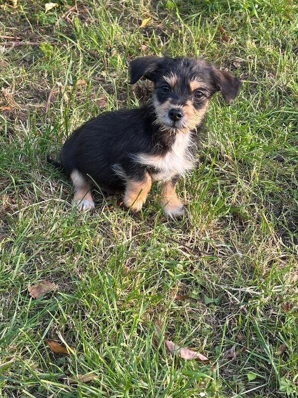 Jack Russell Terrier for sale in Ilford, Greater London