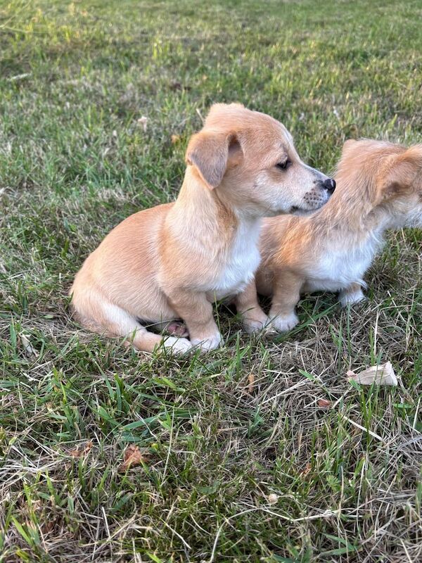 Jack Russell Terrier for sale in Ilford, Greater London | Image 2