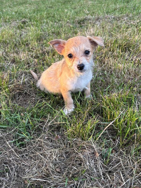 Jack Russell Terrier for sale in Ilford, Greater London | Image 3