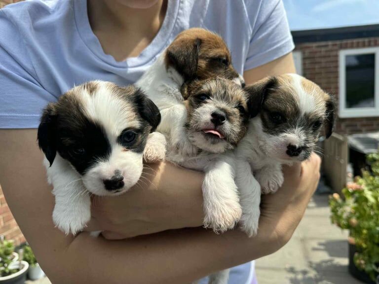 Jack Russell Terrier for sale in Coalville, Leicestershire