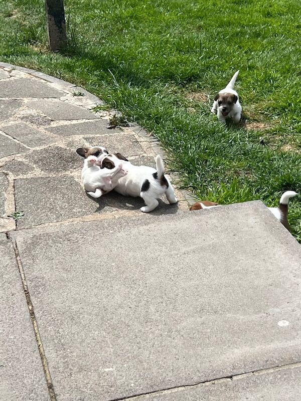 Jack Russell Terrier for sale in Coalville, Leicestershire - Image 3