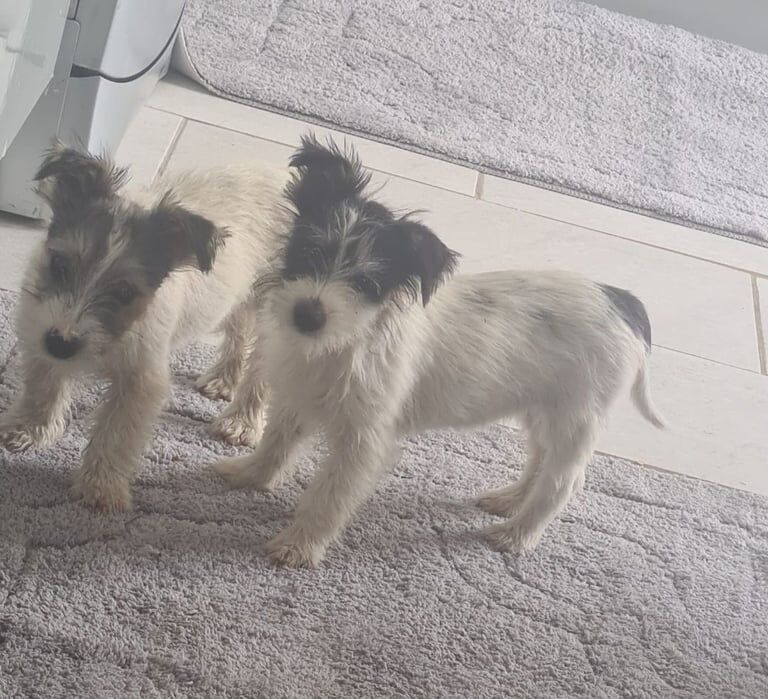Jack Russell puppies for sale in Shipston-on-Stour, Warwickshire – 4 months old