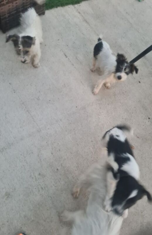 Jack Russell puppies for sale in Shipston-on-Stour, Warwickshire – 4 months old - Image 2 of 3