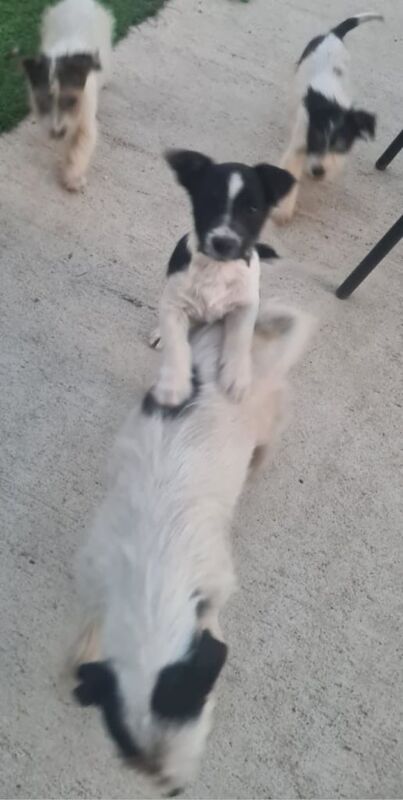 Jack Russell puppies for sale in Shipston-on-Stour, Warwickshire – 4 months old - Image 3 of 3