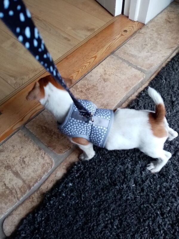 Jack Russell puppies for sale in Donaghadee, County Down – 11 weeks old