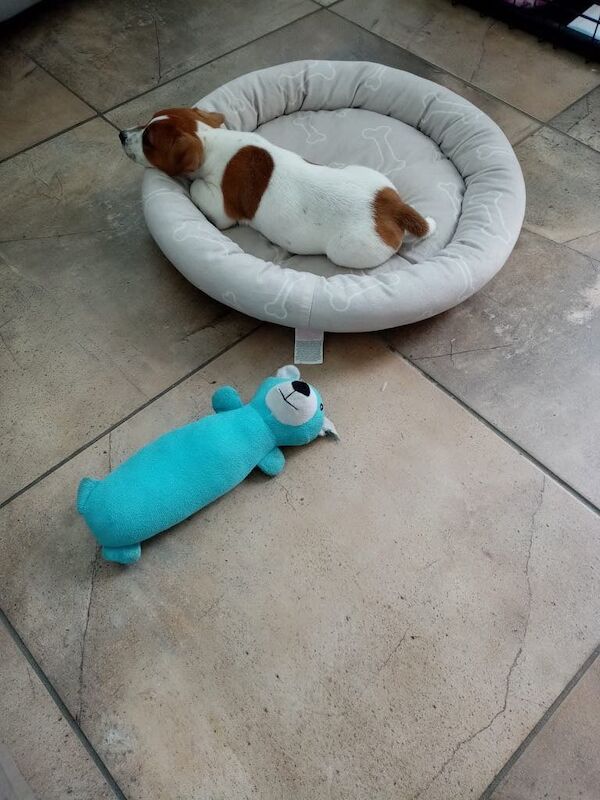 Jack Russell puppies for sale in Donaghadee, County Down – 11 weeks old - Image 2 of 3