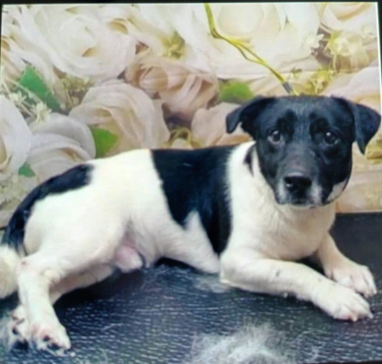 Jack Russell puppies for sale in Pen-lan, West Glamorgan – 5 years old