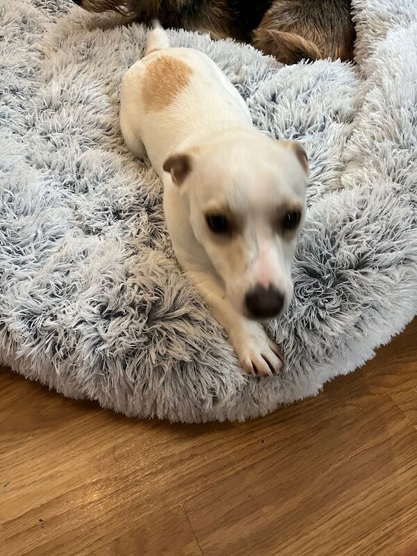 Jack Russell Terrier puppies for sale in Portglenone, County Antrim – 9 months old