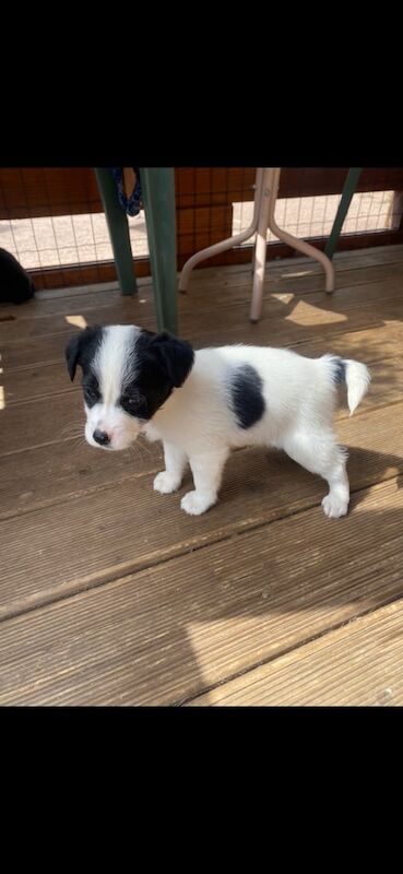 Jack russell terrier puppies for sale in Stockton-on-Tees, Durham