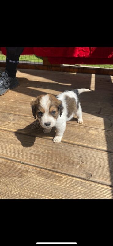 Jack russell terrier puppies for sale in Stockton-on-Tees, Durham - Image 2