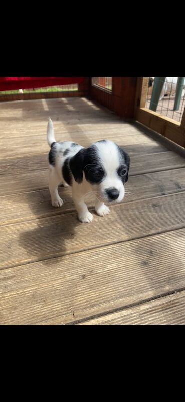 Jack russell terrier puppies for sale in Stockton-on-Tees, Durham - Image 3