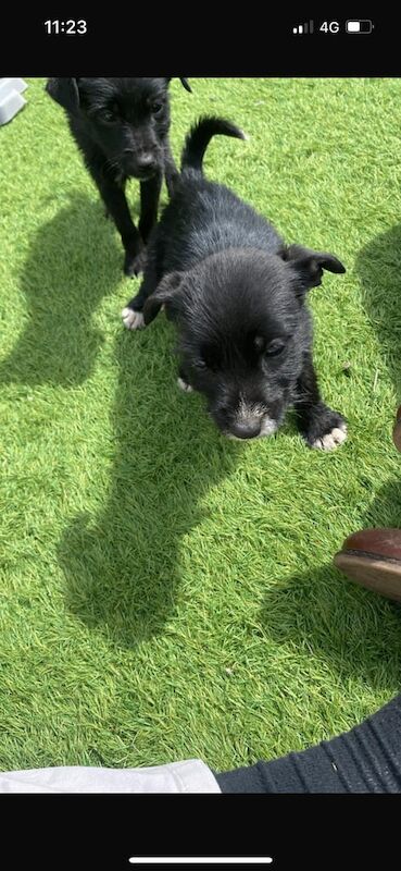 Jack Russell/terrier puppies for sale in Trowbridge, Wiltshire
