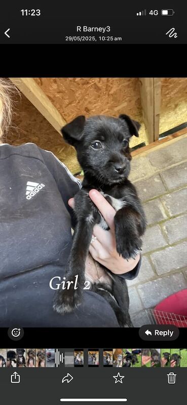 Jack Russell/terrier puppies for sale in Trowbridge, Wiltshire | Image 2