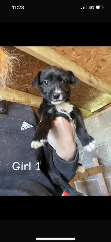 Jack Russell/terrier puppies for sale in Trowbridge, Wiltshire | Image 3