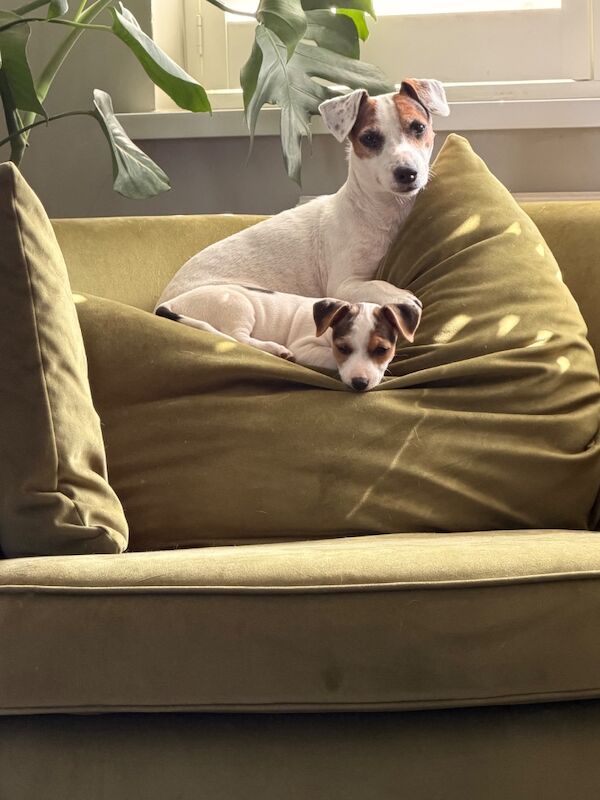 Jack Russell Terrier PuppieS - Image 5 of 5