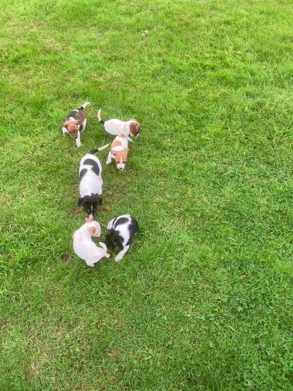 Jack Russell Puppies For Sale