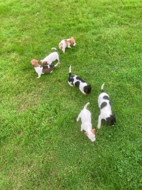 Jack Russell Terrier Puppies - Image 2 of 5