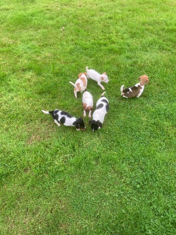 Jack Russell Terrier Puppies - Image 3 of 5