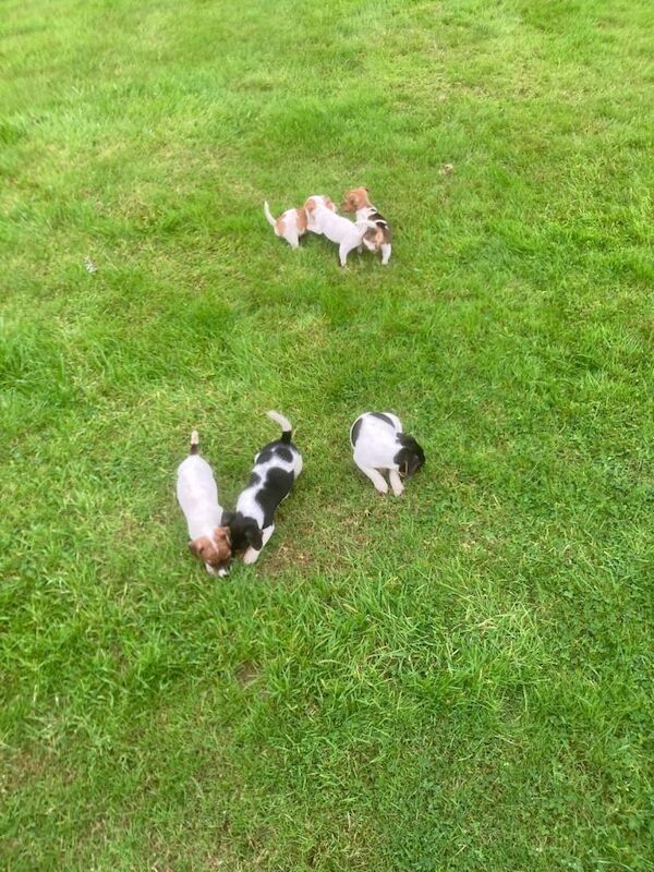 Jack Russell Terrier Puppies - Image 4 of 5