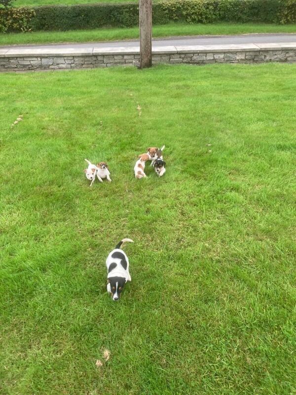 Jack Russell Terrier Puppies - Image 5 of 5