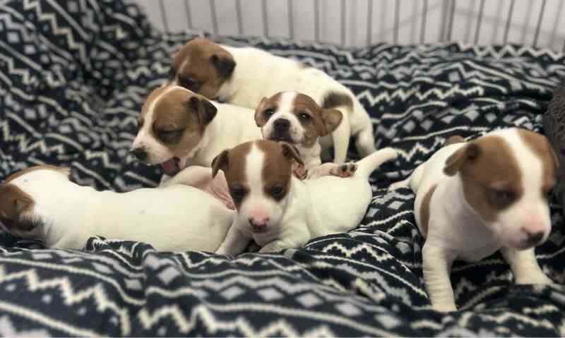 Jack Russell Terrier Puppies For Sale in Preston, Lancashire - Image 2