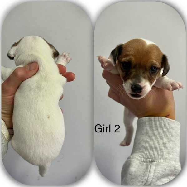 Jack Russell Terrier Puppies For Sale in Preston, Lancashire - Image 3