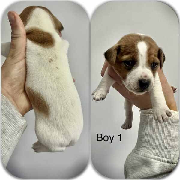 Jack Russell Terrier Puppies For Sale in Preston, Lancashire - Image 4