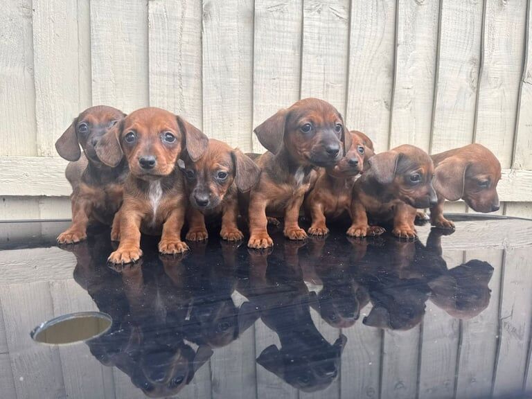 Jack Russell Terrier Puppies Ready Now for sale in Muswell Hill, Greater London