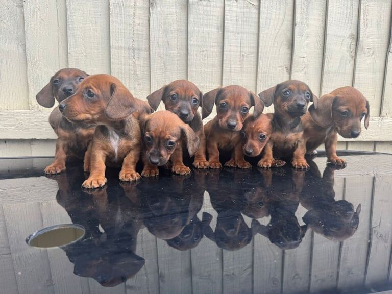 Jack Russell Terrier Puppies Ready Now for sale in Muswell Hill, Greater London - Image 2