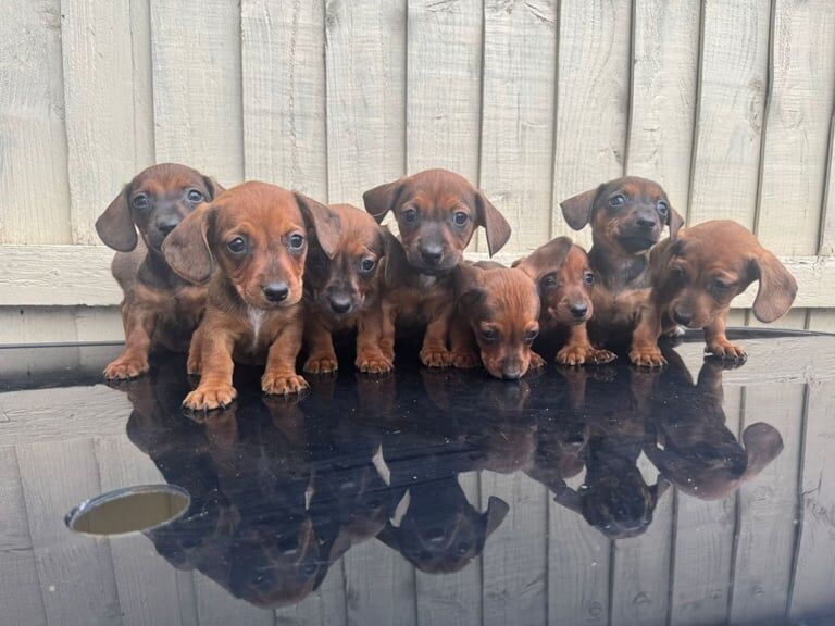 Jack Russell Terrier Puppies Ready Now for sale in Muswell Hill, Greater London | Image 3