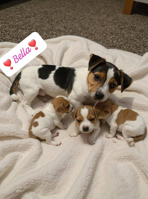 Jack Russell puppies for sale in Warrington, Cheshire – 9 weeks old