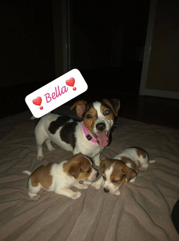 Jack Russell puppies for sale in Warrington, Cheshire – 9 weeks old - Image 2 of 3