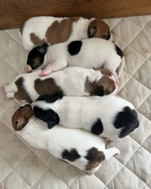 Jack Russell puppies for sale in Warrington, Cheshire – 9 weeks old - Image 3 of 3