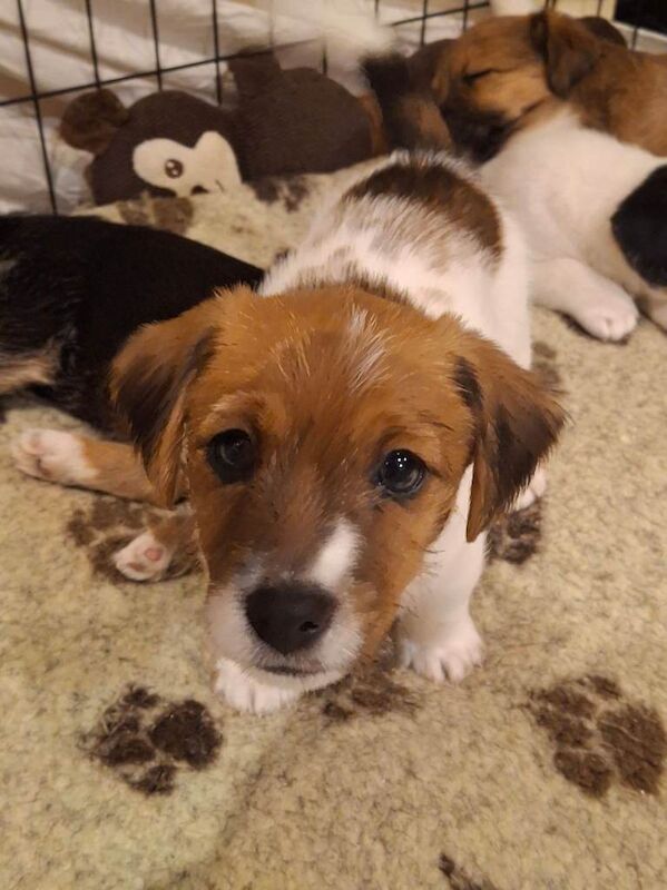Jack Russell Terrier puppies for sale in Bideford, Devon – 6 weeks old - Image 2 of 4