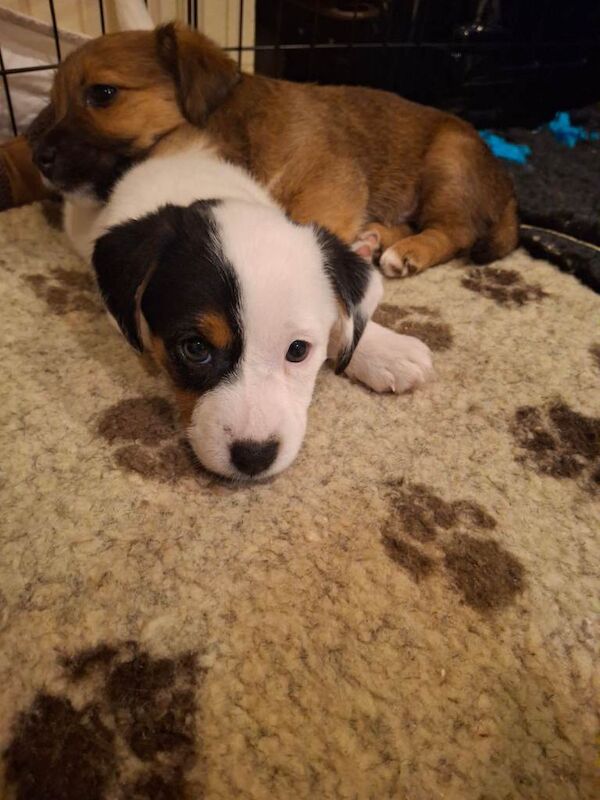 Jack Russell Terrier puppies for sale in Bideford, Devon – 6 weeks old - Image 3 of 4