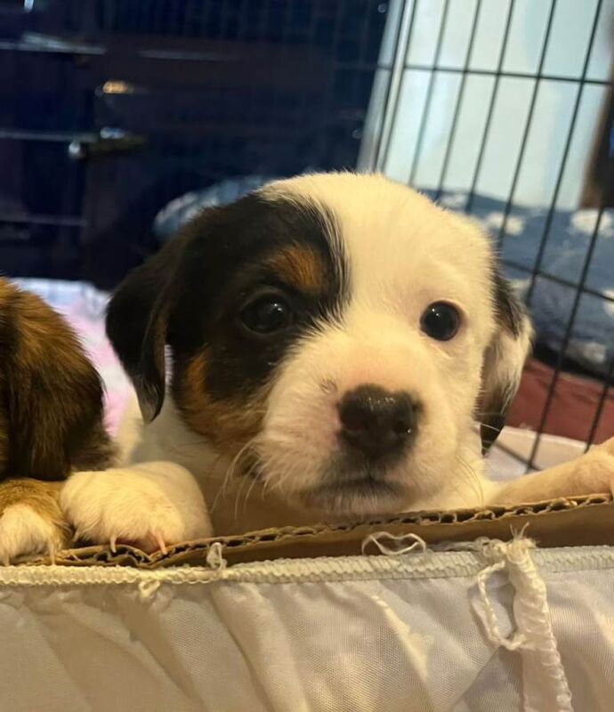 Jack Russell Terrier puppies for sale in Bideford, Devon – 6 weeks old - Image 4 of 4