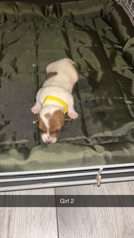 Jack Russell Terrier puppies for sale in North Shields, Tyne and Wear – 1 year old - Image 1 of 6